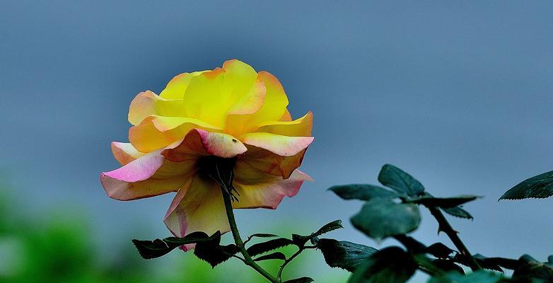 秋天花香——解读秋季花卉的花语（探究秋季花卉的文化内涵和寓意）
