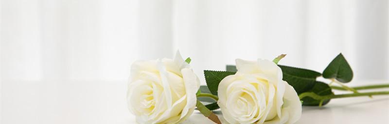 白玫瑰的含义及象征意义（探究白玫瑰的吉祥寓意与文化意义）
