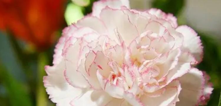 康乃馨的花语（表达爱情、感恩和敬意的花卉）

