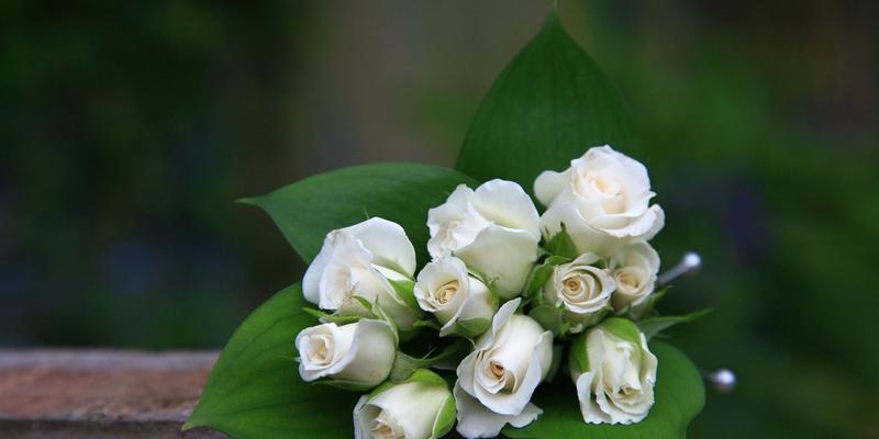 绿色玫瑰——自然与和平的象征（绿色玫瑰的花语与寓意）
