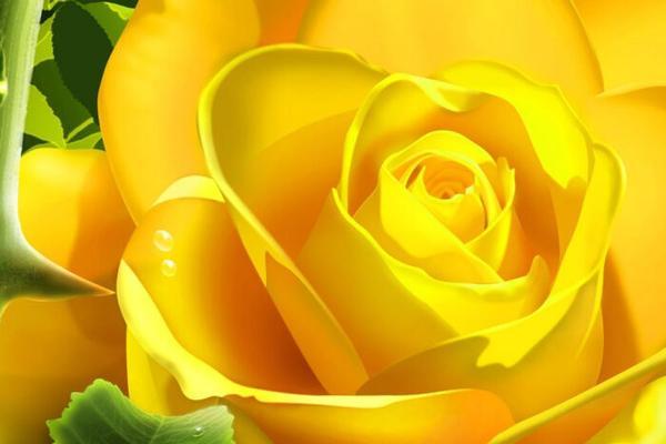 玫瑰花的花语及颜色代表（解读玫瑰花各色彩代表的含义）
