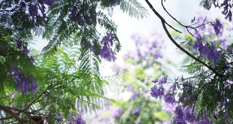 蓝花楹花语是什么？（探索蓝花楹的寓意与象征）
