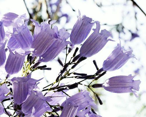 蓝花楹花语是什么？（探索蓝花楹的寓意与象征）
