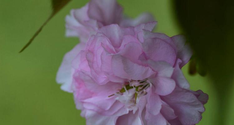 樱花，寄托着无尽的美好（樱花花语解析，了解这8个含义）
