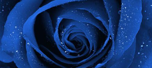碎冰蓝玫瑰的花语与寓意（探究最美的冰之玫瑰）

