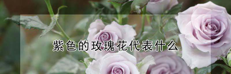 玫瑰花的颜色和它们所代表的含义（了解不同玫瑰花颜色的意义及其象征意义）
