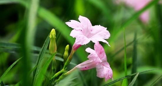 兰花花语的象征与寓意（诠释兰花的美和文化内涵）
