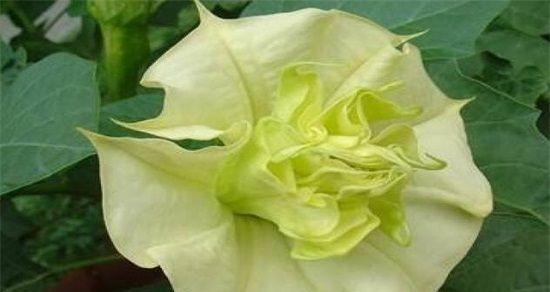 曼陀罗花——神秘之花的花语与介绍（探寻曼陀罗花的历史沿革、文化意义、药用功效与珍贵价值）
