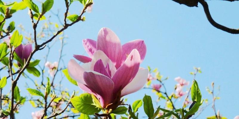 玉兰花的花语与寓意（探寻玉兰花的文化内涵与象征意义）
