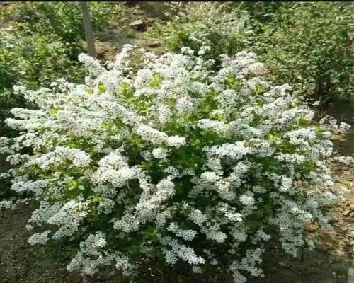 珍珠绣线菊花的花语（美丽、纯洁、永恒）
