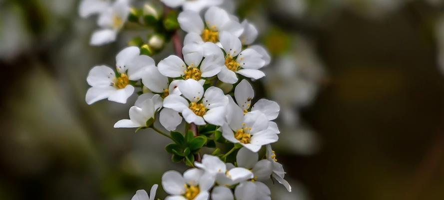 珍珠绣线菊花的花语（美丽、纯洁、永恒）
