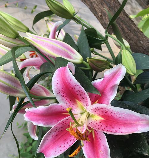 探究粉色百合的花语（浪漫、优雅、美丽的“忠贞之花”）
