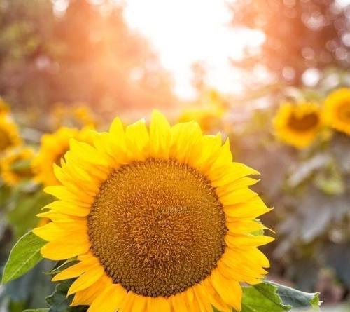 向日葵的花语（探寻这朵充满阳光的花的内涵与意义）
