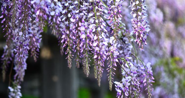 紫藤花的花语与传说（传说中的紫藤花，寄托着什么样的情感与神话？）
