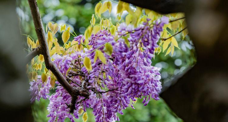 紫藤花的花语与传说（传说中的紫藤花，寄托着什么样的情感与神话？）
