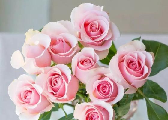 玫瑰花的寓意和象征意义（传递爱情、友谊和祝福的花语之王）
