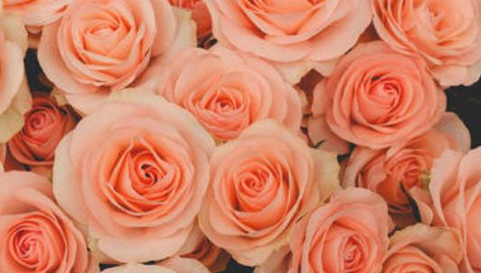粉红色玫瑰花的花语和寓意（探究粉红色玫瑰花的情感代表和文化象征）
