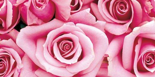 粉红色玫瑰花的花语和寓意（探究粉红色玫瑰花的情感代表和文化象征）

