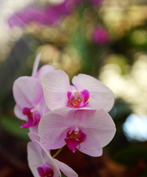 条点蝴蝶兰的花语——品味生命的美好（条点蝴蝶兰的花语是什么？生命的脆弱和美好）
