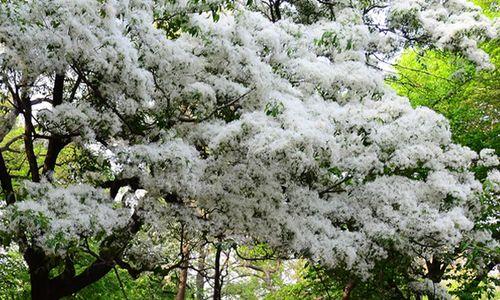 六月雪花语的美丽和意义（探寻六月雪花语的文化内涵和生命意义）
