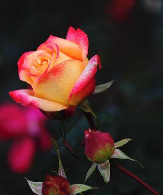 解读玫瑰花不同颜色的花语（从红色到白色，每一种玫瑰都有它的故事）
