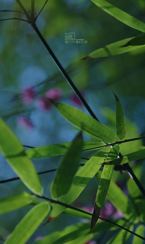 竹子的意义和传统文化（探寻竹子的花语与象征）
