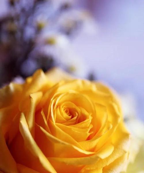 黄玫瑰的含义与象征（探究黄玫瑰的深层意义，了解花语的内涵）
