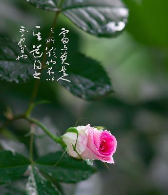 深红色蔷薇花花语——圣诞的爱与祝福（传递神秘与热情的古老语言）
