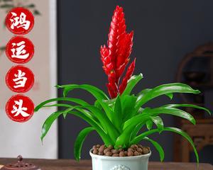 掌握鸿运当头花的养护技巧，让你的植物茁壮成长（鸿运当头花的生长特点及养护技巧，提高养护效果）
