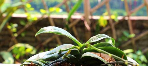 蝴蝶兰的养殖方法和注意事项（学会这些养殖技巧，让蝴蝶兰长得更健康美丽）
