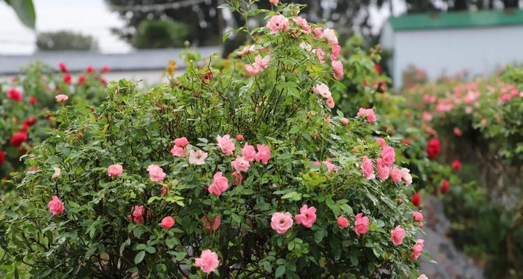 月季花高度探究（月季花高度的影响因素和种类特点）
