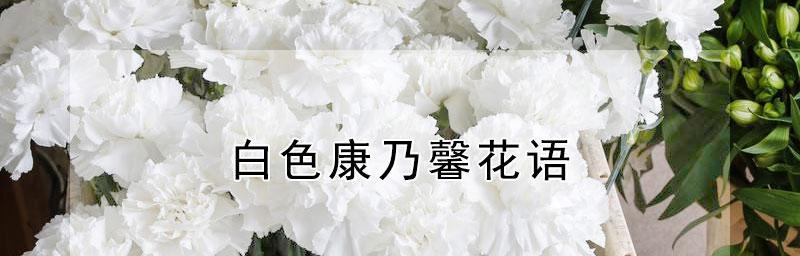 康乃馨白色花语的深刻含义（探索康乃馨白色花语的情感世界）
