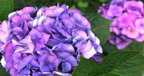 花开紫色，情意绵绵（探秘紫色花的花语与美学）
