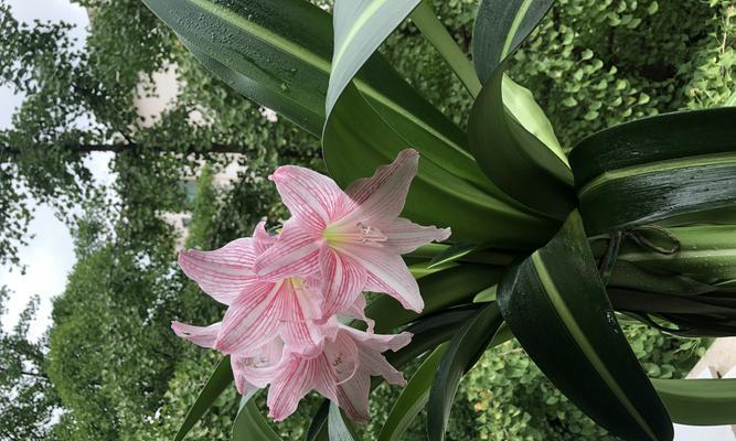 解读朱顶红的花语和寓意（从爱情到成功，朱顶红传递的8个情感和象征）
