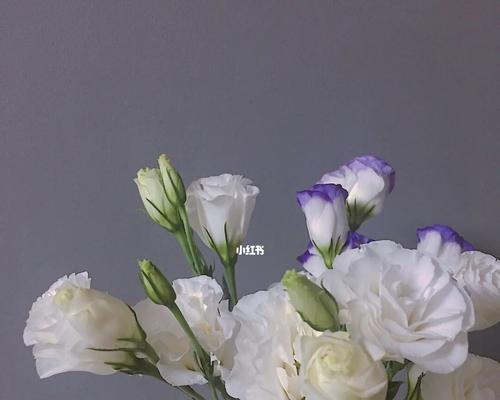 桔梗花语浅析（探寻桔梗花所传递的深刻含义）
