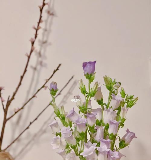 紫色风铃草的花语（寓意美丽，传递祝福）
