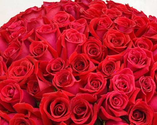 九十九朵玫瑰的含义与传说（传承至今的爱情故事与象征意义）
