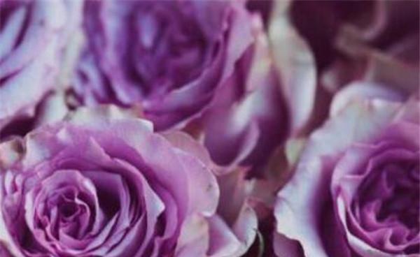 紫玫瑰的花语及其寓意（探究紫玫瑰所代表的含义与象征）

