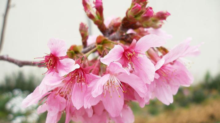 山樱花的花语（探寻山樱花的世界）
