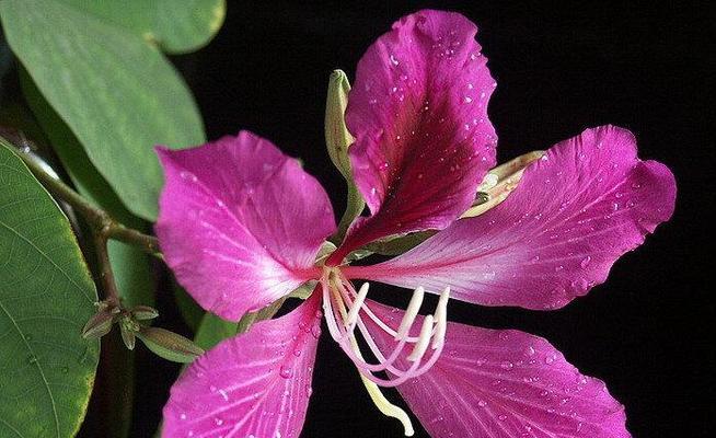 紫荆花花语的含义（传递美好祝愿的紫荆花）
