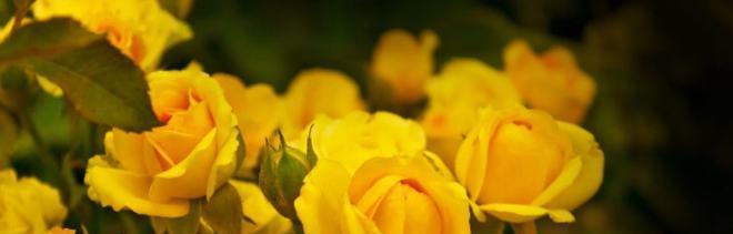 送黄玫瑰的意义（揭秘黄玫瑰的真正含义）
