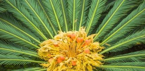 铁树开花的寓意与神秘（探寻铁树开花的象征意义及文化内涵）
