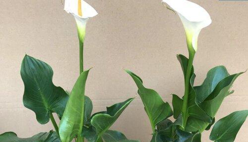 白色马蹄莲，花开花落间的坚韧（花语解析、文化意义及其生长习性）
