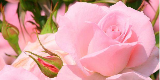 浪漫之花-玫瑰的花语（解读玫瑰花的花语，掌握不同颜色的玫瑰花语）
