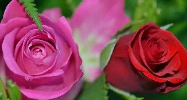 浪漫之花-玫瑰的花语（解读玫瑰花的花语，掌握不同颜色的玫瑰花语）
