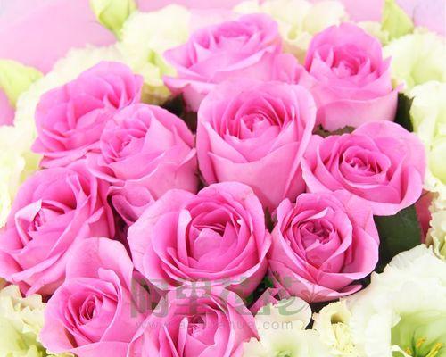 粉玫瑰花的花语意义（探寻粉玫瑰的意义和象征、传承爱情与感恩）
