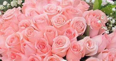 粉玫瑰花的花语意义（探寻粉玫瑰的意义和象征、传承爱情与感恩）
