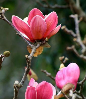 木兰花的花语与意义（探寻木兰花的神秘内涵）
