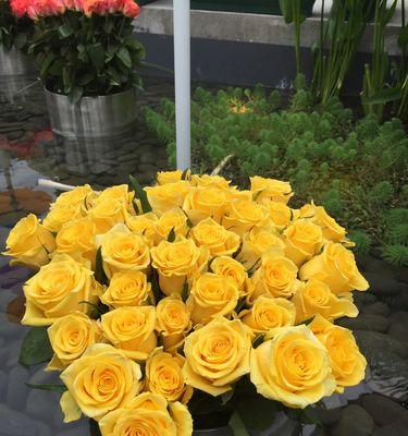 黄玫瑰的花语与象征意义（绽放希望的阳光之花）
