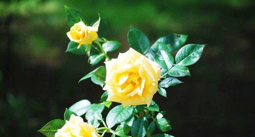黄玫瑰的花语与象征意义（绽放希望的阳光之花）

